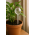6 Stk Selvvandingsglas til Planter - 70 ml